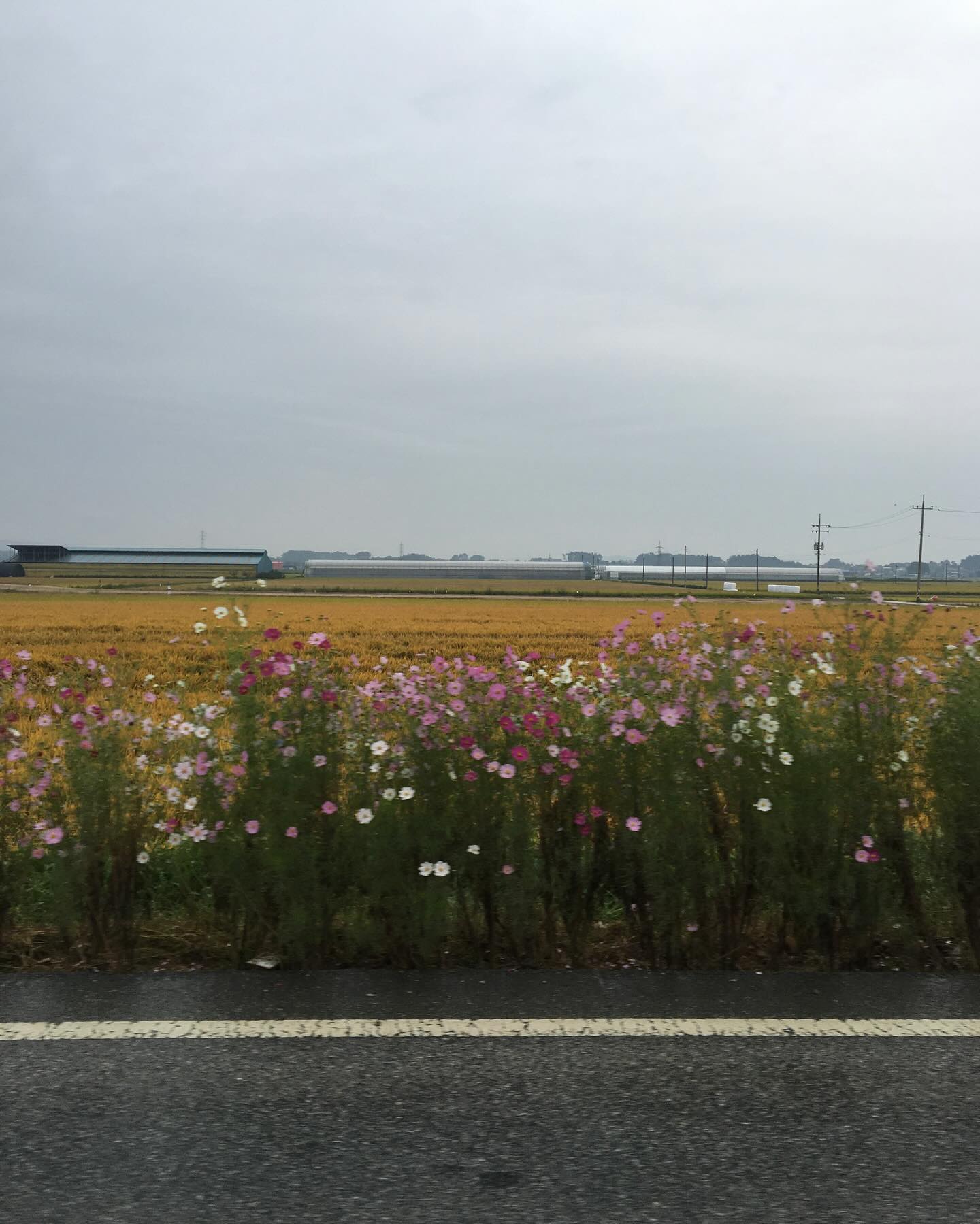 처음 운전해서 금선사 다녀왔다 막걸리 마셔서 돌아올 땐 엄마한테 떠넘김