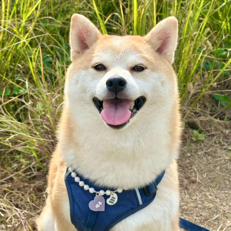 강아지 진주 목걸이 사이즈 조절로 간편한 인식표 추천