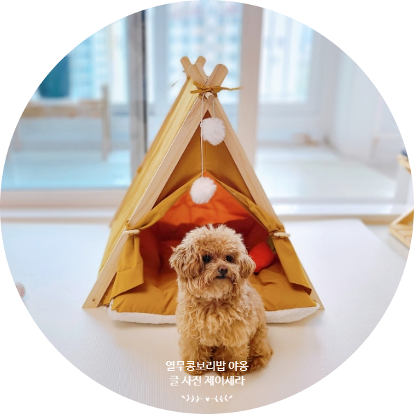 고양이 침대 추천 꽁냥꽁냥제이 강아지 텐트 하우스를 소개합니다.