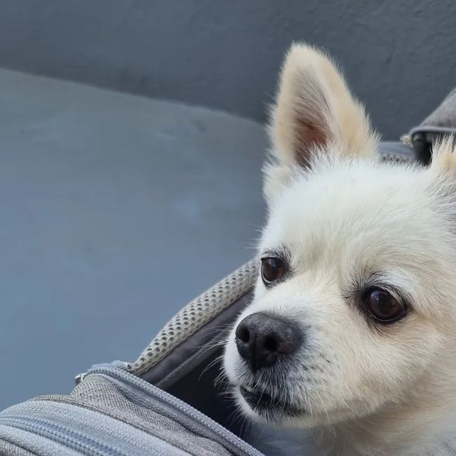 덕이누나 on Instagram: "#광고 이제 날도 점점 선선해지고 있는듯 하고 예전부터 계획해두었던 덕이와의 여행준비 시작 항공사마다 기준은 다르겠지만 기내용 사이즈로 딱 알맞은 강아지기내