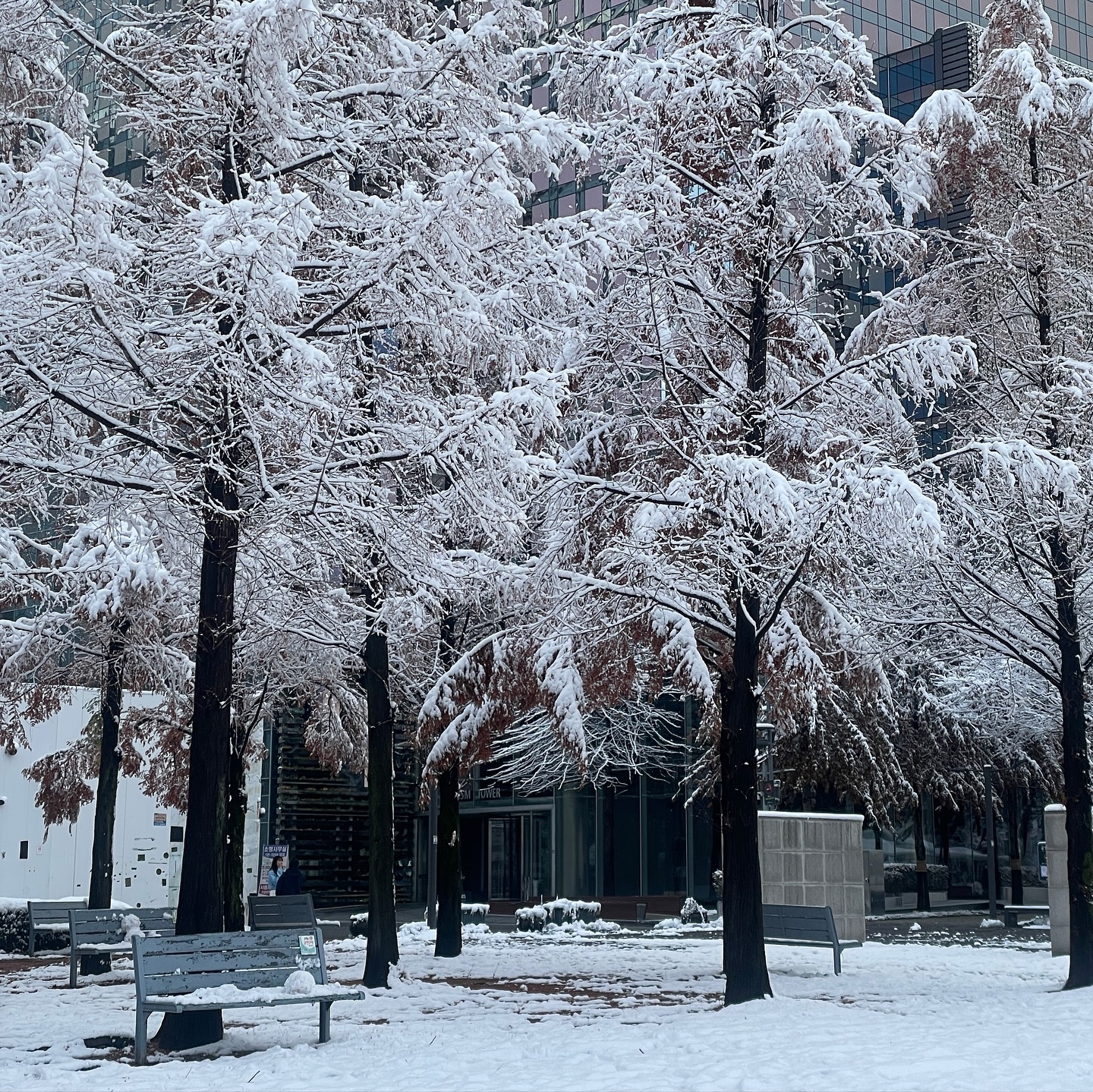은행잎이 떨어지기도 전에 첫눈이라니 ...❄️
겨울냄새 가득 맡으러 먹으러댕김