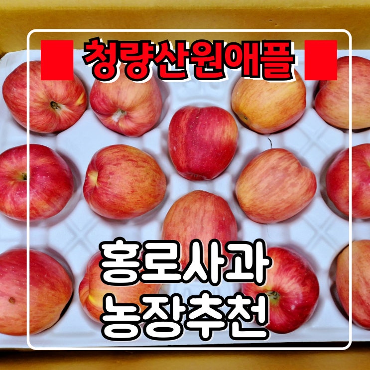 홍로사과 『 청량산원애플 』 수확시기 맞아 맛 좋은 가정용사과 인터넷 주문후기