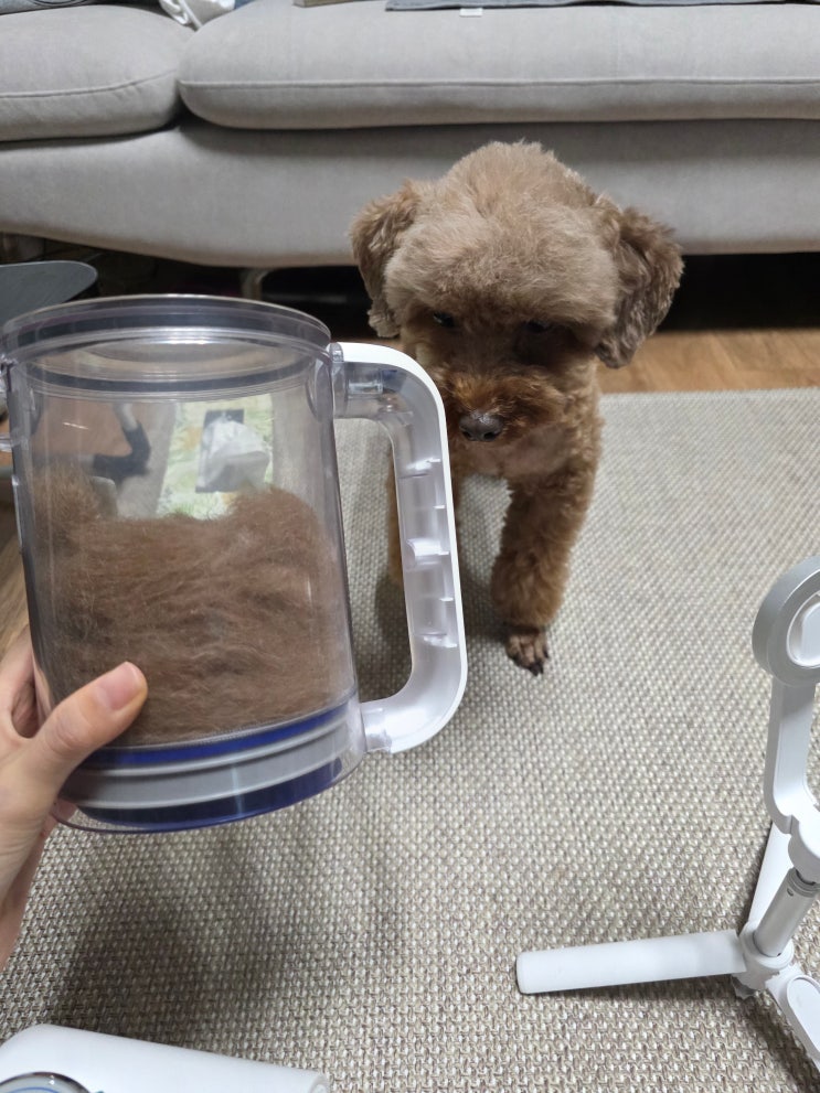 푸들 셀프미용, 닉센  강아지 고양이 털청소기 셀프미용 바리깡 추천! 진공 저소음 이발기