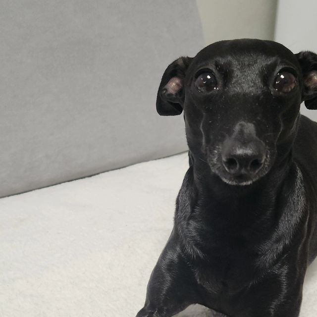 mii___U on Instagram: "#광고 반려견, 반려묘를 키우는 반려인들에게 꼭 필요한 필수템! 🐕 '꽁냥꽁냥 제이-애완동물 네일 그라인더'✨️ 우리 강아지,고양이 들도 네일 케어 해줘야 되는거 아시
