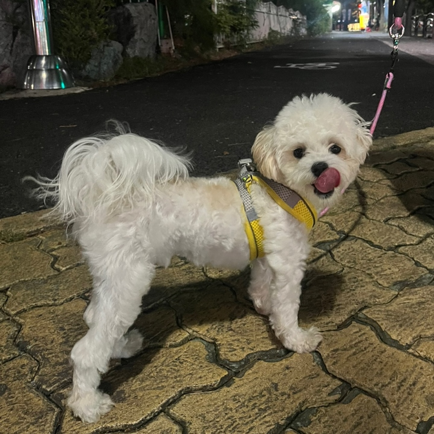 베베랑 산책하면 강제 운동🤓