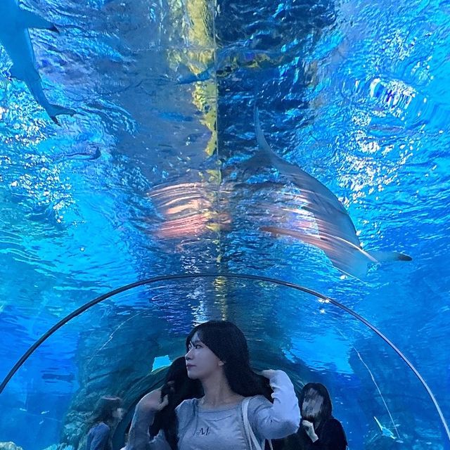 명희 on Instagram: "@mu_cent @modii_app_official 
4년 만에 코엑스 아쿠아리움🐠🐟🐡🪼🐳🐙🐢🐬🐋
다들 모디 안 하고 뭐해 !
.
.
.
#무센트 #광고 #협찬 #캐주얼룩 #벌룬팬츠 #와이드팬츠 #미니멀룩 #데일리핏 #스퀘어백 #스탠드오일 #뉴발란스 #아쿠아리움 #모디 #패션그램 #패션계정"