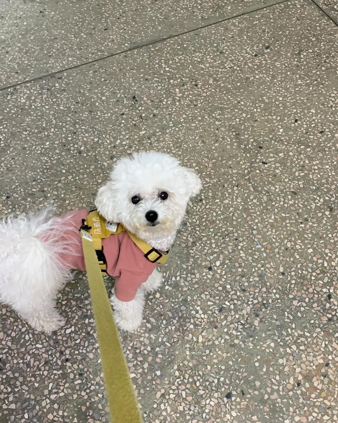 이창호 닮은 강아지 김앨빈 #쥐앨빈
