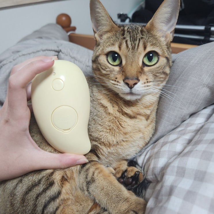 고양이 털 관리하기 좋은 헨로포우 스팀브러쉬