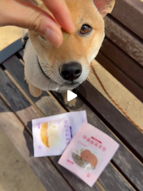 안녕! 난 구찌 ʕ·ᴥ·ʔ on Instagram: "#광고 @relax_pets 출근할때, 외출할때 혼자 남겨져있을 강아지 걱정에.. 🐶 그래서 꼭 외출할때는 마음쉼표트릿을 여러게 노즈워크를 해주면 덜 미안해요..