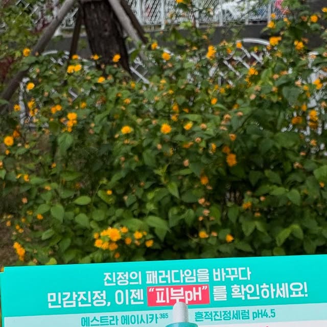 쩡이 on Instagram: "#광고

에스트라 약산성세럼 찾다가 알게된 에이시카365 흔적진정세럼 써보게 되었습니다🌿

저는 에이시카365 흔적진정세럼 pH4.5 7일 체험 샘플링 KIT 1mL 샘플 7개 증정품7일 체험 해보았어요❤️
동봉된 리트머스 테스트 활용하여 샘플 사용 후 피부 pH 체크할 수 있답니다!!

민감피부는 일반 피부보다 3배나 더 붉어지는데 그 이유는 높아져 있는 피부 pH 때문이랍니다. 
피부 pH 보호막이 무너지면 장벽이 손상되어 외부 자극요인의 침투로 피부에 붉은기가 발생해요. 
건강한 피부의 pH는 pH4.5!!
따라서 약산성 pH 환경개선이 민감붉은기 케어의 핵심입니다. 
진정의 패러다임을 바꾸어 이제 민감피부는 pH부터 확인해야해요. 

에이시카365 흔적진정세럼은 민감피부 특화 브랜드 에스트라가 찾은 민감붉은기에 최적화된 더마진정 솔루션이예요.
건강한 피부 pH를 위한 최적의 제형 pH 범위 4.5!! 
제형만 약산성이 아닌, 피부표면 pH를 약산성으로 12시간 유지시켜주는 기술 적용했답니다😍

기존의 에이시카 세럼에서 완전히 리뉴얼되어 출시되었더라구요. 민감한 피부로 피부가 자극받고, 화장품을 바꾼다거나 계절이 변화할 때 붉은기가 올라왔었는데, 일시적인 붉은기까지 잡아주고 진정 효과에 좋더라구요👍
발랐을때 열감있는 붉어진 피부에 쿨링되면서 수분감도 채워주더라구요👏
바르고 다음날 피부결이 정돈된 느낌이 들었어요. 

🎈4월 올리브영 프로모션
➡️에스트라 에이시카365 흔적진정세럼 pH4.5 40ml+20ml 기획 (+에이시카 크림 1ml) 
➡️40mL 본품 1개 + 20mL 추가 증정 + 에이시카 크림 1mL 샘플 증정
➡️4월 동안 25% 할인
➡️구매 URL : https://m.oliveyoung.co.kr/m/goods/getGoodsDetail.do?goodsNo=A000000222839
 
 #pH4.5약산성시카세럼 #에이시카약산성세럼 #에스트라약산성세럼 #약산성시카세럼 #약산성붉은기진
정세럼 #에이시카붉은기세럼 #올영진정세럼추천 #올리브영진정세럼 #에이시카흔적진정세럼 #에이시카
세럼 #흔적진정세럼 #에이시카 #흔적세럼 #진정세럼 #에스트라 #민감피부 #진정 #흔적 #붉은기 #잡티"