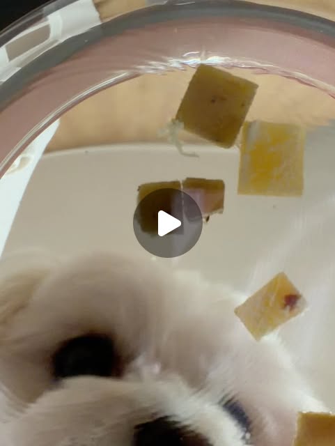 재란 | 여행 | 카페 | 일상 | 숙박권이벤트 .•♥ on Instagram: "#광고 @relax_pets 외출하면서 제일 마음 쓰이는 건 … 혼자 남겨질 우리 강아지 😢 그래서 요즘 외출 전에 꼭 챙겨주는 💜마음쉼표