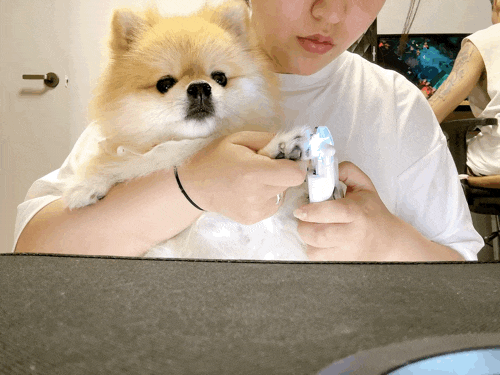 LED로 혈관을 보고 깍아서 트라우마가 없는 꽁냥꽁냥제이 강아지 발톱깍이