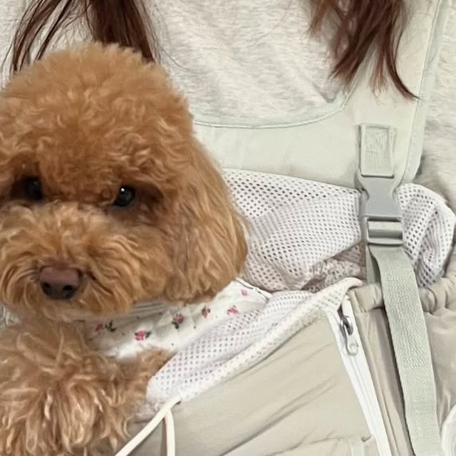 내이름은 바르🐶 on Instagram: "#광고
🐶바르가 꽁냥꽁냥제이 강아지 앞가방을 체험해봤오🐶

💛 전면에 버클 두개로 공간너비를 조절할 수 있어서 안정감 있구요
💛 뒷면에도 버클이 아래위로 두개가 있어 지지가 되어 무거운 저희 강아지도 편하게 메고 다닐수 있어요
💛 밑바닥이 탄탄하게 받춰줘서 안정적이랍니당
💛 대중교통을 이용할때 사용할 수 있는 메쉬망이 상단에 있어서 필요할때 사용할 수 있어서 편했어요
💛 수납공간도 전면에 넉넉하게 있어서 물티슈등 필요한 물건을 넣을 수 있고 배변봉투를 넣을 수 있는 공간이 따로 있어서 완전 편리했어요!
💛 어깨쪽에 7cm 와이드 스트랩으로 만들어져서 그런지 어깨가 정말 편했어요!
💛 전면 개방이 가능한 지퍼가 있어서 카페 등 애견 동반이 가능한 공간에서는 방석으로 이용이 가능

평소 쓰던 가방이 있었는데 가방이 크다보니 무게도 상당해서 어깨가 너무 아프더라구요
가방이 크면 좋을줄 알았는데 공간이 있으니 안정감을 느끼지 못하더라구..
바르는 가방이 익숙하지 않은 강아지인데 꽁냥꽁냥제이 가방은 안정적이라 그런지 편하게 잘 적응했어!!
바르처럼 키큰 강아지는 머리가 초큼많이 튀어나오지만 바르보다 키가 작은 친구들은 쏘옥 들어갈 것 같아헤헿
바르는 대중교통은 이용하지 않는 강아지라서 엄마랑 가까운 거리 다닐때만 이용하는거라서 완전 만족이야!!

#꽁냥꽁냥제이#강아지앞가방#강아지산책가방#강아지이동가방#강아지백팩#고양이이동장#고양이캐리어"