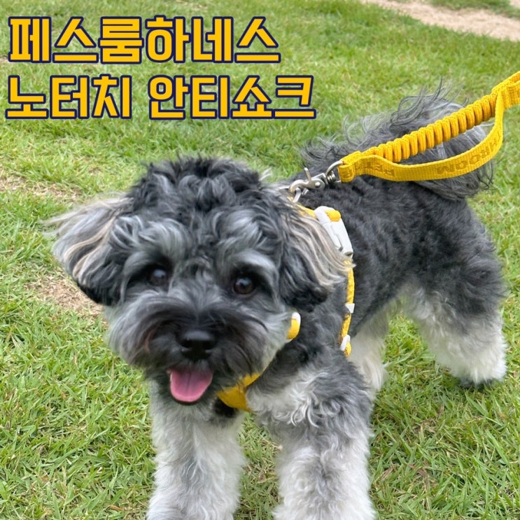 페스룸하네스 노터치 안티쇼크 세트 착용 후기