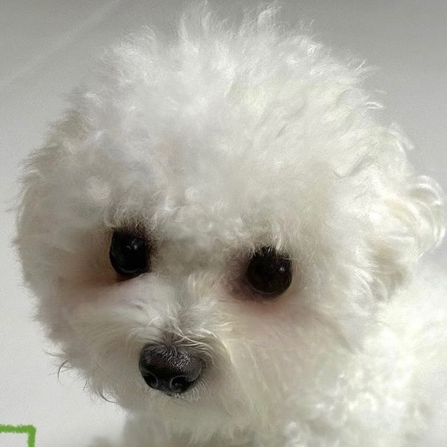 밍🫧 on Instagram: "#협찬 임팩타민펫 강아지 🐾 임팩타민펫 강아지 영양제, 하루 1정으로 13종 비타민과 미네랄을 간편하게 챙길 수 있어요! 강아지의 면역, 시각, 에너지대사 등 강아지 건강