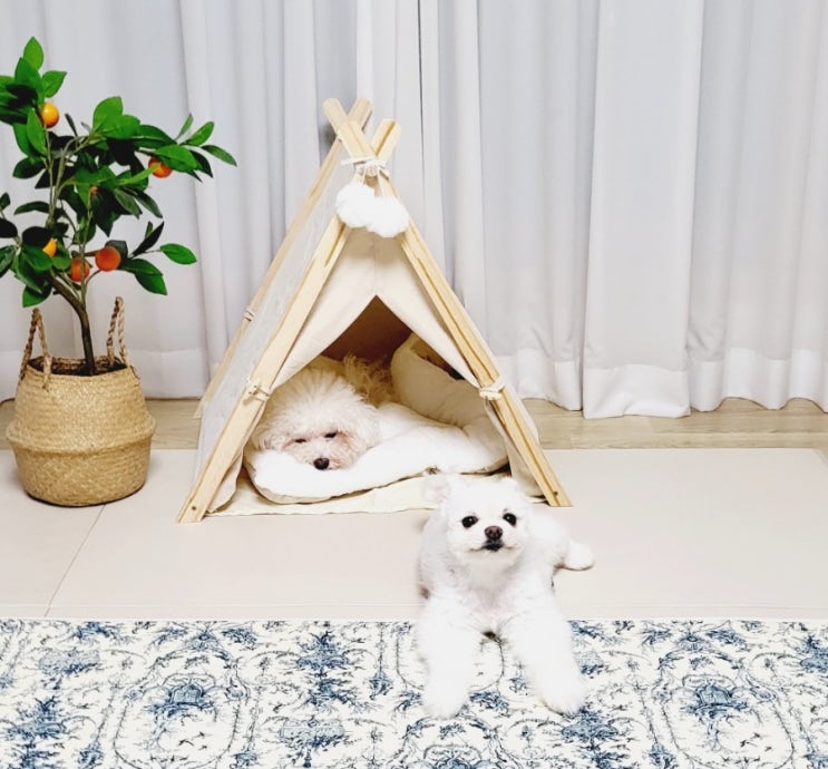 가성비 최고 강아지 텐트 꽁냥꽁냥제이 강아지 하우스