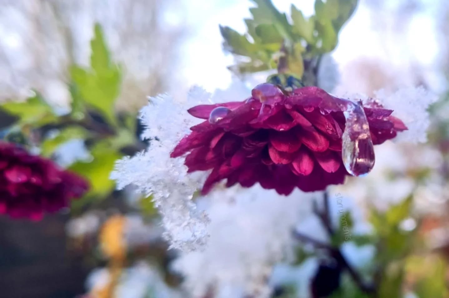 Kunstwerk der Kälte💜❄️

Ignore:...
#photographer #photography #photo #hobby #hobbyphotograph #fotografie #hobbyfotograf #love #liebe #myphoto #myphotography #beautiful #beautifulnature #lovely #flower #flowerphotography #flowerpower #flowerlovers #ice #cold #coldtimes #iceflowers #flowers