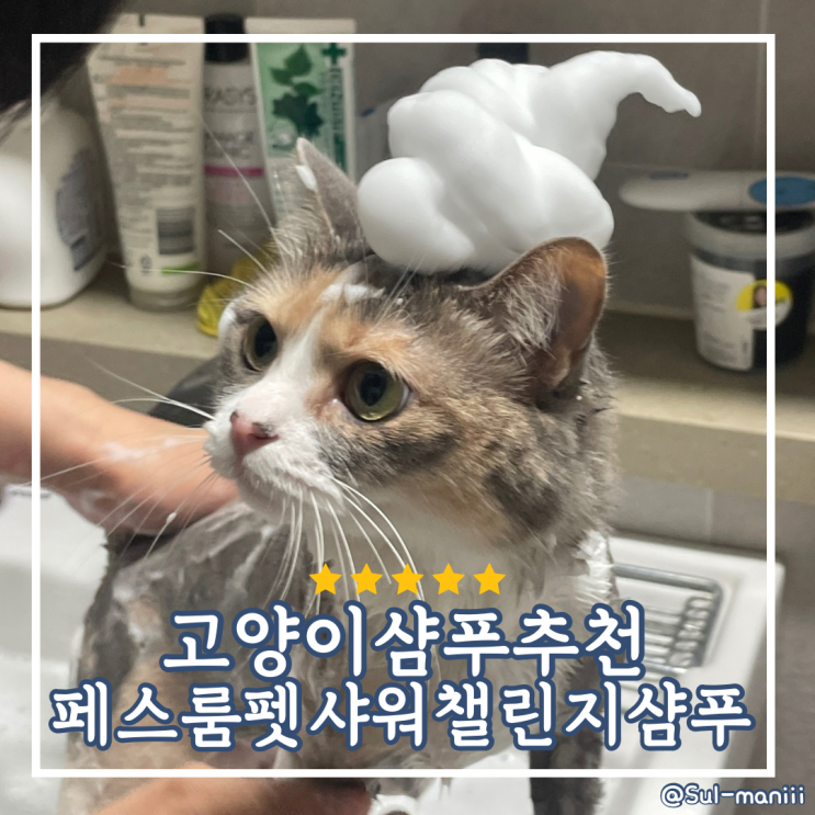 [고양이샴푸추천] 페스룸 고양이샴푸 샤워챌린지샴푸 사용후기