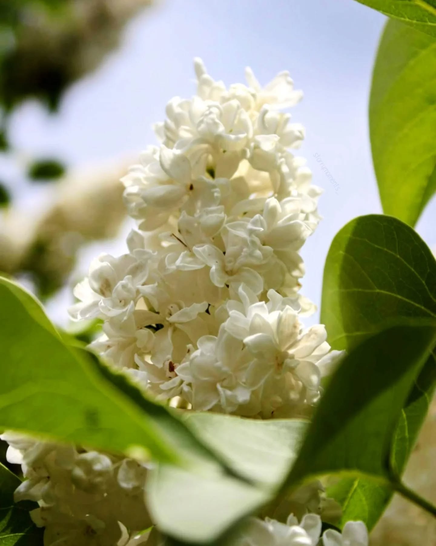 🤍🪻

Ignore:...
#photographer #photography #photo #hobby #hobbyphotograph #fotografie #hobbyfotograf #love #liebe #myphoto #myphotography #beautiful #beautifulnature #lovely #flower #flowerpower #flowerphotography #flowerphoto #flowers #blossom #lilac #lilacflowers