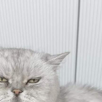 꿀사장🐝 on Instagram: "#광고
⠀
우리집 바우는 페르시안 친칠라 🐱
장모종이라 털 뭉침, 날림, 엉킴…
매일매일 빗질이 필수예요
⠀
그동안은 빗질이 고역이었는데
꽁냥꽁냥제이 고양이빗으로 바꾸고 나서는
정말 매일이 힐링 타임이에요💗
⠀
⠀
💛 장모종 고양이에게 딱!
⠀
바우는 속털이 엄청 많아서
빗이 살짝만 뻑뻑해도 스트레스를 받는데요
⠀
이 브러시는 브러시 핀 자체가
부드럽고 탄력 있어서
엉킨 털도 부드럽게 풀어주고
속털까지 싹 정리해줘요✨
⠀
⠀
🌀 몸 라인에 착 감기는 곡선형 브러시
⠀
등, 배, 다리 안쪽, 목 부분까지
굴곡진 부위도 부드럽게 따라가서
빗질이 훨씬 수월하고 자극도 적어요
⠀
바우도 처음엔 긴장했지만
지금은 먼저 다가와서 눕고 기다려요 ㅎㅎ
⠀
⠀
🐾 피모 자극 없는 부드러운 핀
⠀
스테인리스 브러시 핀 끝이
둥글게 처리되어 있어서
피부 자극 없이 마사지 효과까지 느껴져요
⠀
그래서 털 관리하면서도
고양이가 편안하게 느끼는 것 같아요
⠀
⠀
🧤 빗에 뭉친 털은 '쏙' 뜯어서 버리면 끝!
⠀
브러시 핀 사이로 털이 잘 모이는데
이게 뭉쳐져서 한 번에 쏙!
그대로 집어서 버리면 청소 끝이에요
⠀
털이 막 끼어서 힘들게 제거하는 구조가 아니라
깔끔하게 덩어리로 정리돼서 너무 편해요👏
⠀
⠀
🤍 손에 착 감기는 그립감
⠀
손잡이도 인체공학적으로 설계돼 있어서
오래 써도 손목에 무리 없고,
미끄러지지 않아 안정감 있게 빗질 가능해요
⠀
⠀
✔️ 장모종 키우는 집사라면 무조건 추천!
⠀
털엉킴, 털날림, 빗질 스트레스 있었던 분들께
진짜 강력 추천하는 고양이 브러시에요
⠀
고양이도 좋아하고
집사도 편한 빗질 루틴 완성됩니다 😻
⠀
⠀
📌 제품 확인하러 가기
👉 [꽁냥꽁냥제이 강아지 고양이 빗]
https://smartstore.naver.com/lovelyjay/products/11732572533?open-other-browser=true
⠀
⠀
#꽁냥꽁냥제이 #강아지빗 #고양이빗
#페르시안친칠라 #장모종고양이 #털관리브러시
#고양이브러시 #강아지브러시 #반려동물용품
#고양이털관리 #강아지털관리 #브러시추천
#묘생템 #집사템 #펫브러시 #장모종필수템
#고양이템추천 #강아지템추천 #반려동물브러시
#고양이용품추천 #고양이생활 #바우의템"