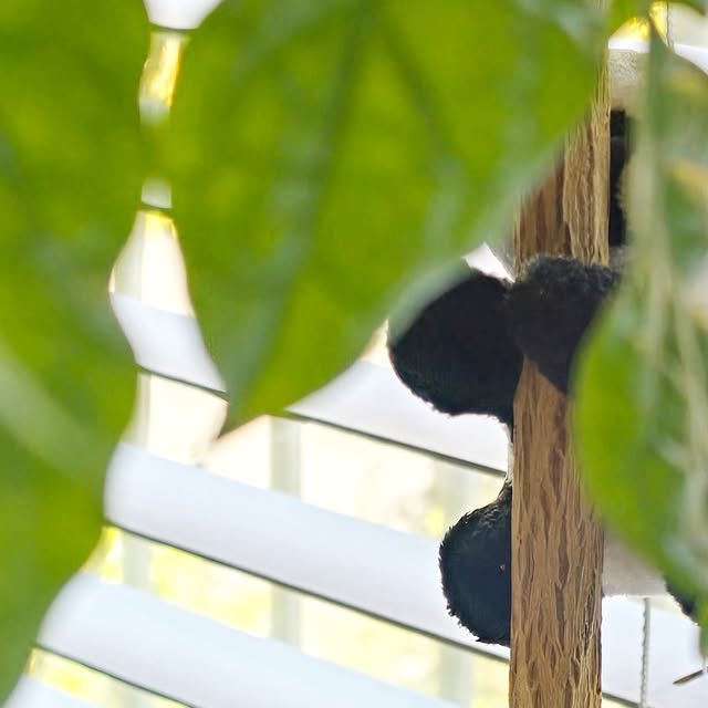 클로딘 on Instagram: "#협찬

환절기 피부관리는
수분관리가 관건!

피부가 건조해지면 
피부 장벽이 무너지고 피부가 얇아져 
노화가 가속화된다고해요

겉광속촉을 위한
미백세럼 에센드
글로우c세럼

피부 문제와 노화의 원인이 되는 
피부 건조를 집중 케어해주어
 '피부 사막화'를 방지해주는 브랜드인데요

제형 넘나 가볍구
빠르게 스며들구
끈적임없이
피부에서 은은한 광채가!

30년 뷰티 브랜드매니저 출신이 만들어 
전문성과 제품의 완성도 !

캑타이드 성분 (선인장 (Cacus) + 
광채 탄력 펩타이드 가 결합된 
데저트프리만의 원료 
피부 사막화 방지하여 피부 노화를 잡아준답니당

수분과 미백효과를 동시에 부여, 
보습세럼과 프라이머 기능까지
바르자마자 은은하게 빛나는 광채피부로 
어리고 탄력있는 피부로 연출해주네용

급피부가 좋아보이는 마법♡
꾸준히써줘야징

#사막화방지#안티에이징#슬로우에이징#글로우세럼#광채세럼#비타민세럼#비타민앰플#겉광속촉#미백세럼#미백에센스"