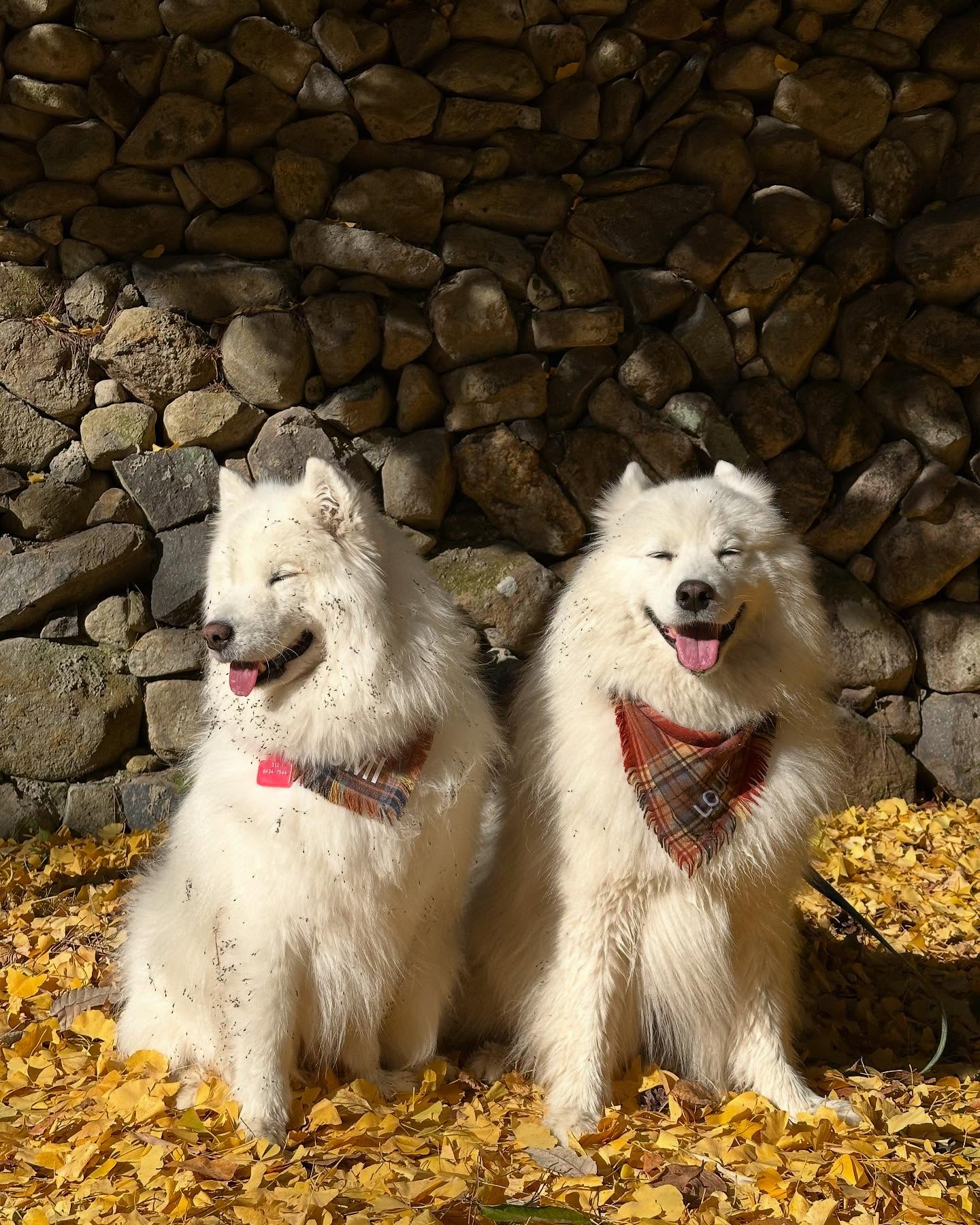 #김가네루이🐶 #사모예드루이 #20241118
어제 목욕한 고밍이랑 장산!
루이랑 둘이 서로 얼굴 몰아주기도 한 번씩 하거💛
귀여운 것들