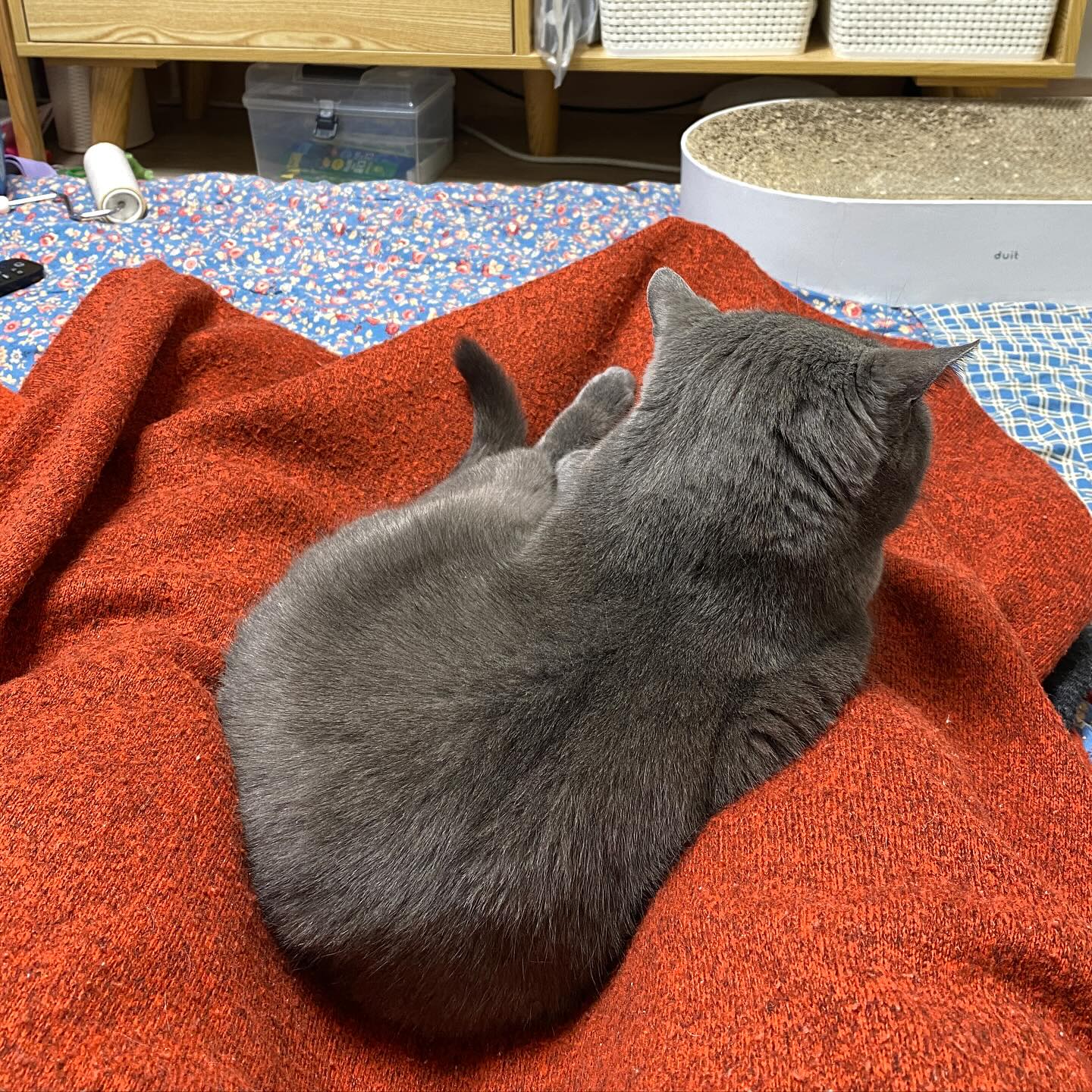 🐈‍⬛
다리 베고 누워서
나 있나 없나 보는 귀요미