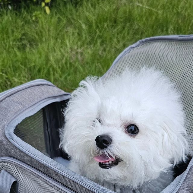 리뷰하는 쭈❤️ 세상 모든 기록 리뷰 on Instagram: "#광고 편안하개 🐶 처음 사용했는데 바로 들어가서 편하게 휴식하는 댕댕이 🐾 가방 무게가 1키로밖에 안되서 들고다니기 편해서 좋네요