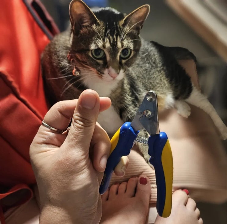 리뷰_ 또각또각 안전하게, 페스룸고양이발톱까깍기 세이프쉴드 스마트네일클리퍼 for CATS
