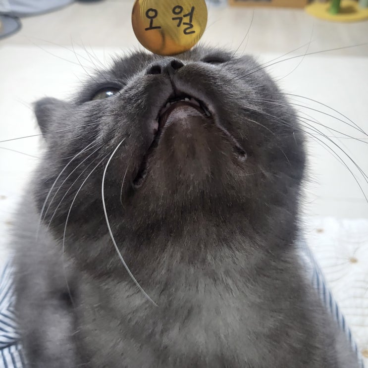 가나룩스 고양이인식표