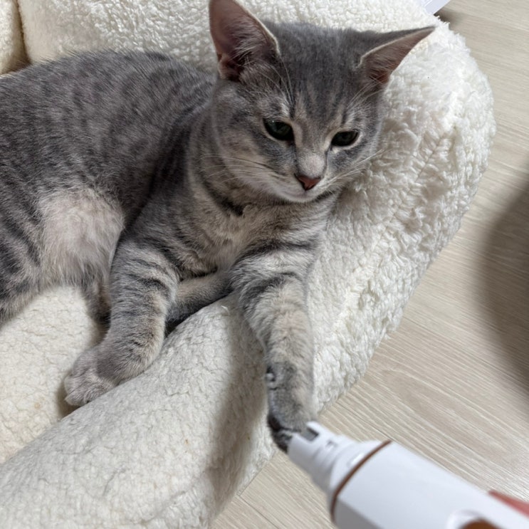고양이 발톱 깍이 추천 발톱 네일 그라인더