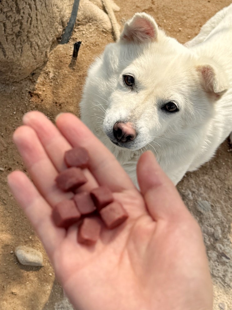 강아지 져키 대용량 추천, 후회없개 근육요정견 강아지간식