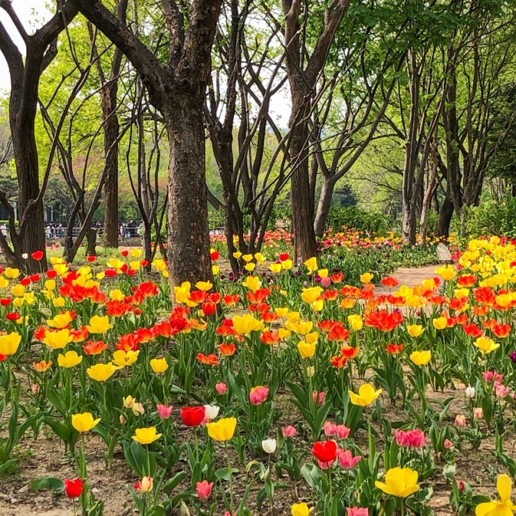 서울숲 | 서울숲 튤립축제 성수 가볼만한곳 데이트코스