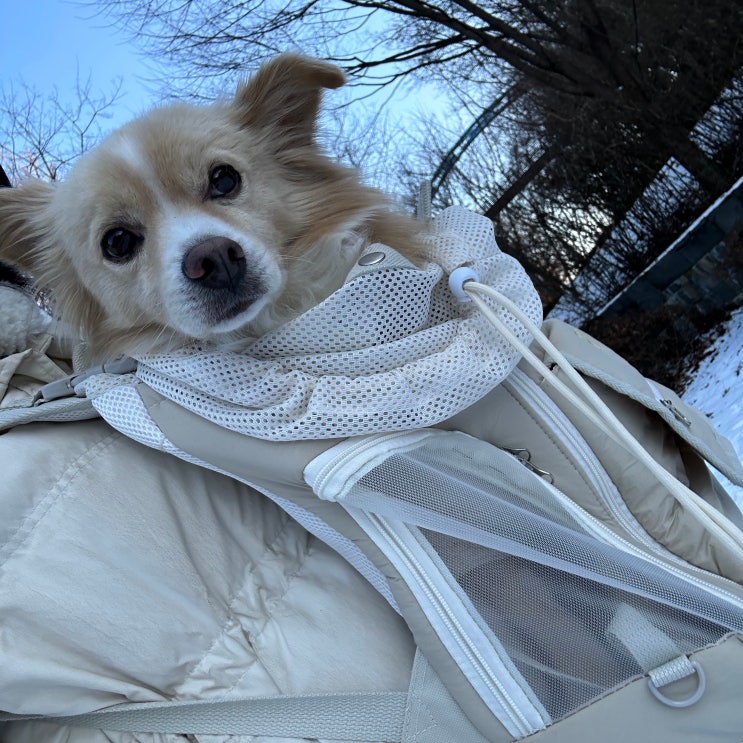 강아지 이동가방 꽁냥꽁냥제이 앞가방 대중교통, 식당 이용시 편리해