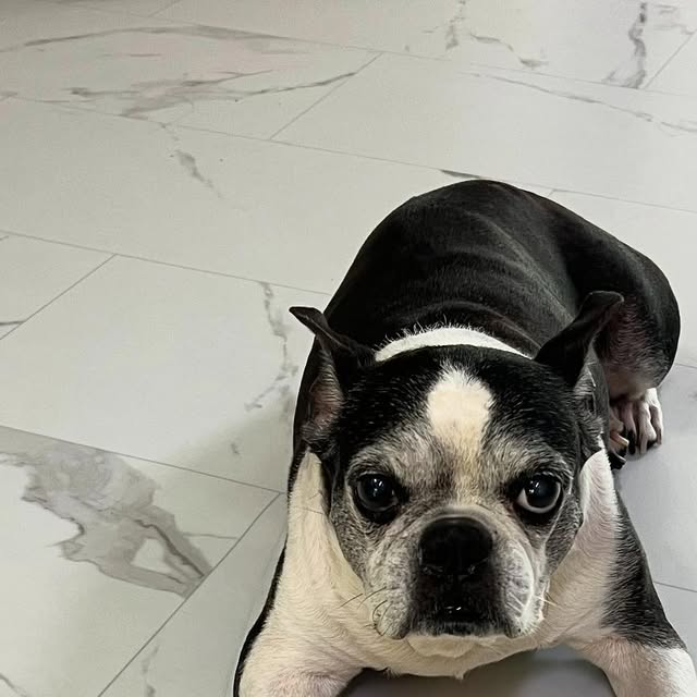 한별 on Instagram: "#광고

우리 집 보스가 벌써 10살인데
요즘 따라 예전보다 좀 처지는 느낌이라 걱정됐거든요.
눈물 자국도 심해지고, 뭔가 예민한 듯한 날이 많아져서
이제 슬슬 건강 챙겨줘야겠다 싶어서 찾다가
산삼먹은강아지라는 영양제를 알게 됐어요.

처음엔 이름이 너무 센 느낌이라 살짝 웃겼는데ㅋㅋ
성분 보니까 꽤 괜찮더라고요?
장, 눈, 관절, 심장, 피부까지 한 번에 케어해주는 구성이라
노령견 전용이라는 말에 혹해서 바로 시켜봤어요.

가루 타입이라 사료에 그냥 톡 뿌려주면 되는데
기호성 진짜 좋아요.
우리 애가 편식 심한 편인데도 간식처럼 잘 먹어서 깜짝 놀랐어요.

며칠 먹이고 나니까 응가 냄새도 덜하고
눈곱도 줄었고, 제일 중요한 건 표정이 다시 밝아졌다는 거…
산책 나갈 때도 예전보다 훨씬 신나 보이고요.

하루 천 원 꼴인데 이 정도면 솔직히 만족!
괜히 이것저것 따로 챙기느니 이거 하나로 다 케어되는 게 훨씬 나은 듯해요.
10살 넘어가면서 이런 관리 진짜 중요한 거 같아요.

우리 강아지 노후도 행복하게 오래 함께할 수 있길 🐶
같은 고민 있는 분들한테 찐 추천해요!

기존 제품과는 차별화된 산삼이 함유된 신제품이고
현재 오픈이벤트 복수구매할인 진행 중이라니까 강아지 건강 생각하시면 꼭 체험해보세요! 

#강아지영양제
# 강아지종합영양제
# 강아지유산균
# 강아지오메가3
# 강아지비타민
# 강아지심장영양제
# 강아지관절영양제
# 강아지슬개골영양제
# 강아지기침
# 강아지눈물
# 강아지눈영양제
# 강아지피부영양제
# 노령견영양제
# 노견영양제
# 강아지면역력
# 강아지항산화
# 강아지프리바이오틱스
# 강아지장영양제
#산삼먹은강아지"