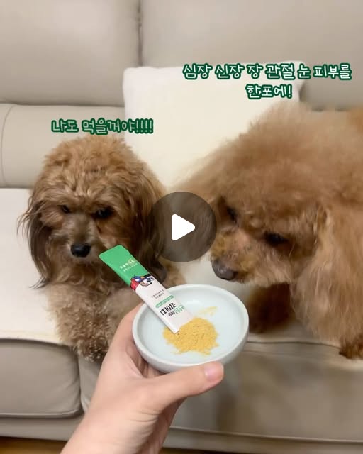 Hailey & Popo ✨🍽🐶🇰🇷 | Beauty · Food · Dog on Instagram: "#광고
우리 티라미 17살…💛🐾
이제는 하나하나 챙겨야 하는 시기라
노령견 맞춤 영양제를 찾다가
산삼먹은 강아지를 만나봤어요🐾✨

저도 못먹는 산삼을 먹는
산삼먹은 티라미…😳💖 부럽다

산삼배양근과 신바이오틱스의 시너지에💥
장부터 신장, 심장, 관절, 눈, 피부까지
한 번에 케어할 수 있는 똑똑한 솔루션이라
완전 간편해요👍🐶

게다가 기호성 완전 좋아요!😋
입맛 까다로운 티라미도 킁킁거리고 한번에 맛 보더라구요👅
포포는 그냥… 어휴…🙄

티라미는 가루형을 잘 못먹어서
습식사료랑 섞어줬는데
둘 다 정신 없이 먹더라구요😂

티라미가 먹고 나서 조금 더 오래 뛰어다니고🏃‍♂️💨
하루하루 즐거워 보여요💖✨

티라미가 우리랑 조금 더 오래
조금 더 건강하게 지낼 수 있도록🐶💚💛

#강아지영양제 #강아지종합영양제 #노령견영양제 #노견영양제 #산삼먹은강아지"