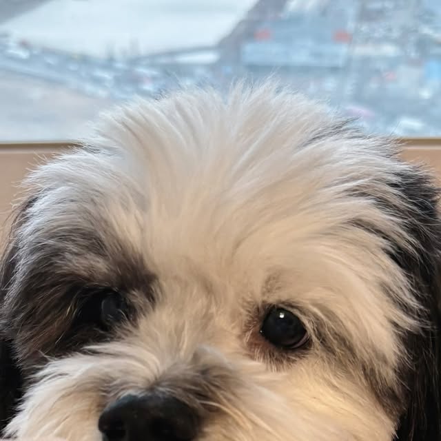 코르 | 펫인플루언서 on Instagram: "#협찬 우리 댕댕이들 심장 건강 미리미리 지키자❣️ 코르는 심장영양제 매일 챙겨먹고 있는데 좀 더 맛있게 먹을 수 없을까 고민하다가 알게된 #웰케어하
