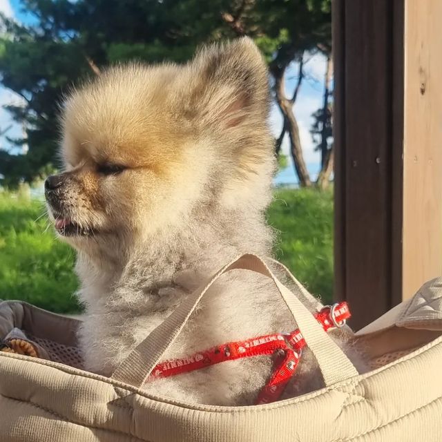 댕글⭐ on Instagram: "#광고 포근포근 엄마품 같은 #댕댕이가방 #꽁냥꽁냥제이 슬링백 💛 디자인 & 실용성 최고 👍🏻 기내반입 가능한 사이즈로 비행기 탈때도 굿 데일리 외출용 , 대중교통