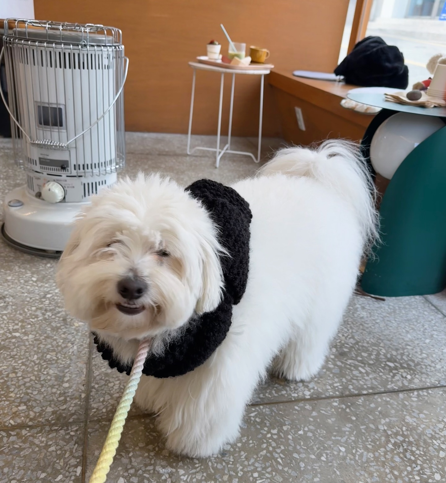 털뚠뚠이 루이 피드로 남기기📷🐶

이제 저 뚠뚠이는 당분간 못 보니깐🥹

.

터래기 이쁘지만 😘

아깝지만 🥹

.

오늘 미용데이💇✂️

빗질 잘했다고 칭찬 받은 날 🤭🥰