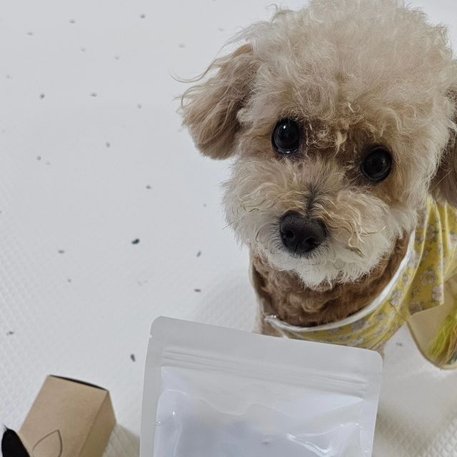 나는 달님쓰 on Instagram: "#광고 @wunis__ 행복하개 희희멍멍에서 만든 국내산 오리목뼈 건조간식을 달님이가 먹어봤어요. 달님이는 건조간식을 좋아하는데 일부 업체에서 손질을 간단하게 하