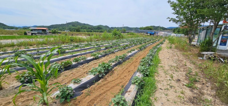 제초기 예초기 농기구 추천 :: 제토기 소개합니다