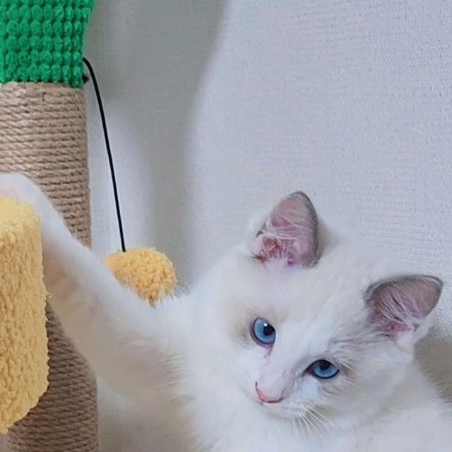 딩딩고도도 on Instagram: "#협찬 이렇게 좋아해도 되나 싶을 정도😄 똥냥이 재밌게 놀 수 있으면서 너무 크지 않은 적당학 크기에 밝고 상쾌한 색으로 선물해주고 싶었는데 완전 취향저격❤️