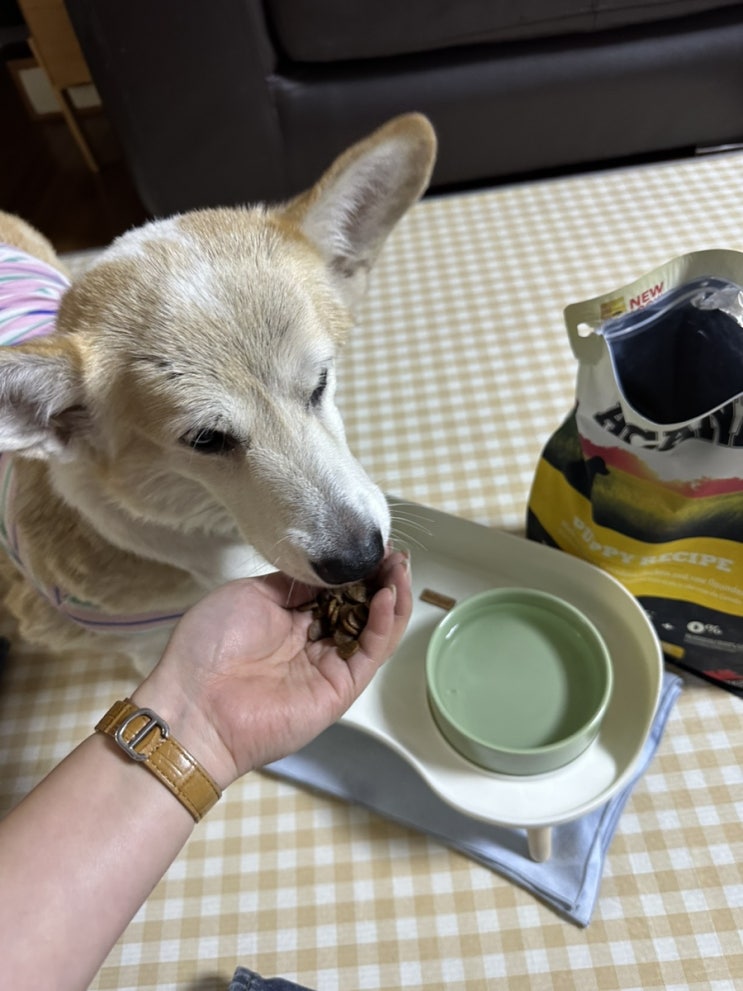 아카나 사료