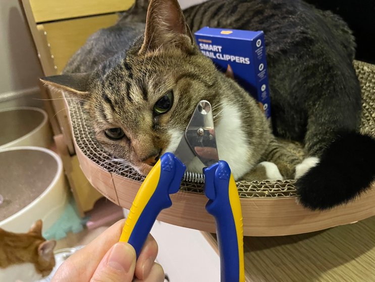 페스룸 고양이발톱깎기 : 원형날로 안전하게 고양이발톱 깎아주자!