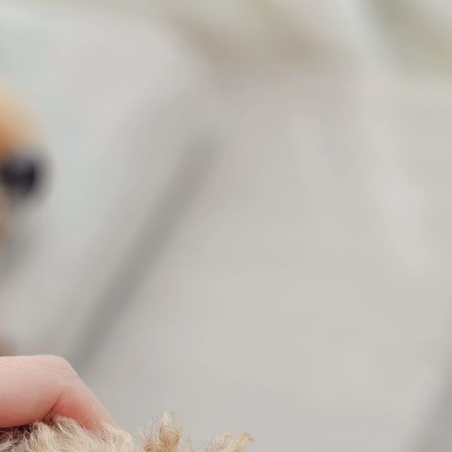 마이 🐾 on Instagram: "#광고 #꽁냥꽁냥제이 🐾
발톱 깎는건 너무 무서워〰️
마이 말고 제가요..😂ㅋㅋ

그래서 갈아버리기로 했어요❣️
그라인더로 갈아주니까 마이도 편하고 나도 편하고ㅎ
위잉위잉~ 잘 갈린다〰️

스위치 껐다켰다로 작동 끝❕️
견고한 헤드와 파워모터로 쉽게 발톱갈기✨️
마이야 이제 병원 안가고 집에서 갈아줄게🥹

저와 같은 겁쟁이라면 발톱 깎지 말고 갈아주세요🤍
@lovely_j_store

#강아지발톱그라인더 #강아지발톱깎이 #고양이발톱깎기 #고양이발톱그라인더 #강아지발톱갈이 #고양이발톱갈이
#마이🐾#poodle#푸들#크림푸들#푸들스타그램#강아지#댕댕이#멍스타그램#강아지모델#멍팔#댕팔#멍팔맞팔#귀여운강아지
#푸들은사랑입니다#사지말고입양하세요"