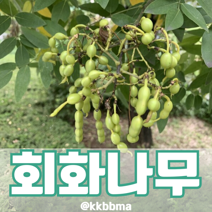 갱년기 열감 영양제 회화나무 열매 효과 봤던 후기