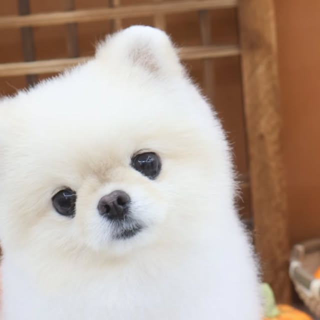 찹쌀이 on Instagram: "흔한 물개컷 강아지
#물개컷 #포메라니안 #애견미용"