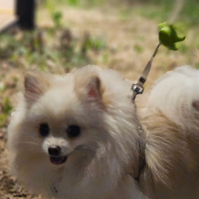 김예진 on Instagram: "카페 데이트❤

주말 날씨가 좋아 오빠랑 포포랑 저녁 데이트겸
방문한 @moono_cafe 

케이크, 소금빵, 퀸아망 세가지 빵을 먹어봣는데
진짜 빵 맛집!!!!!!

오빠랑 빵만 또 먹으러오자구 수십번은 말한곳 ☺

알찬 데이트여따🤭"
