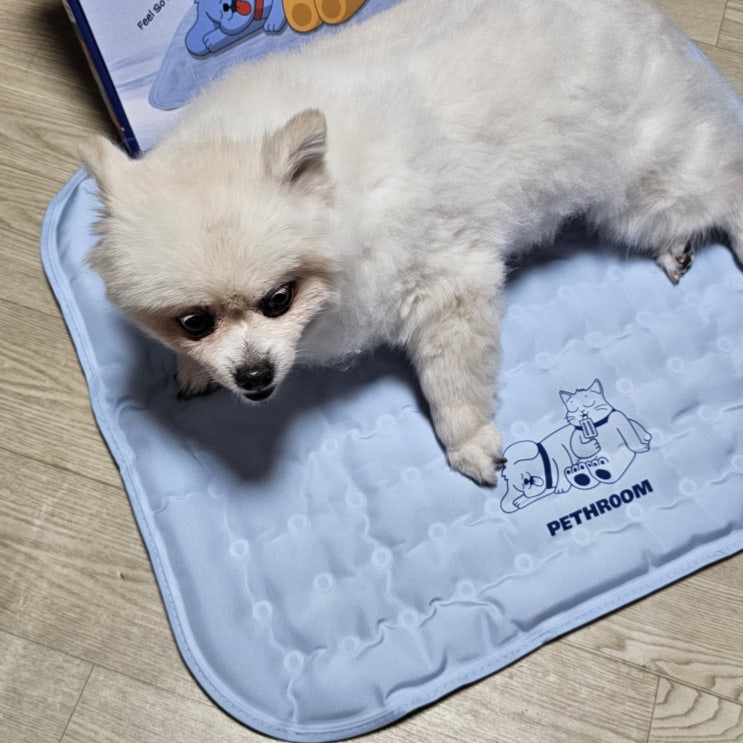 우리집 강아지 수지와 함께하는 시원한 여름 - 페스룸 세이프 쿨젤 매트 2.0이라 가능해요!