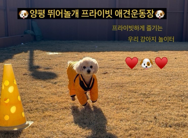 🐶서울 근교 강아지 운동장 추천!!! 프라이빗 애견운동장 양평 뛰어놀개🐶